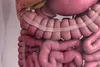 photo of colon anatomy
